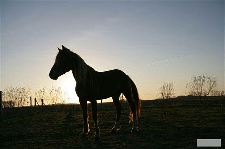 Mustang Stormy billede 12