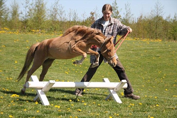 Dansk Miniature Olympias Darling Delaila - D. 30 april 2011 - Træningsdag hos EAMH. FOTO: CHARLOTTE K billede 13