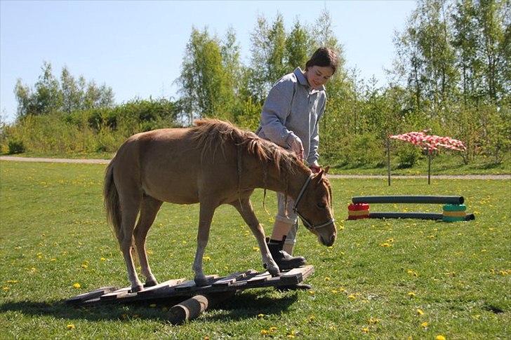 Dansk Miniature Olympias Darling Delaila - D. 30 april 2011 - Delaila på vippen. Hun var helt kold!!!!!! Foto: Charlotte K billede 15