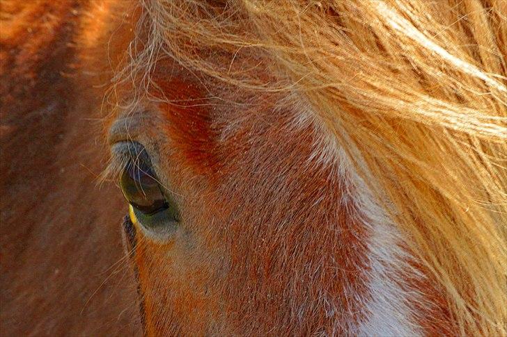 Shetlænder Totti - *16*  30 April 2011 billede 16