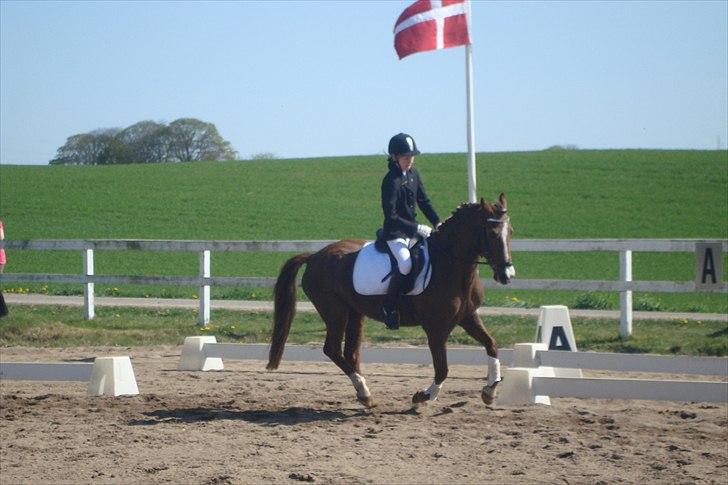 New Forest sasha - Stævne på LIND
  billede 16