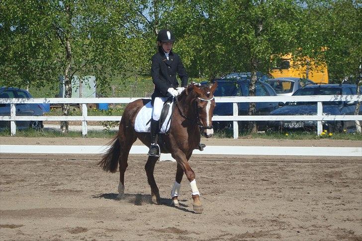 New Forest sasha - <3 billede 17