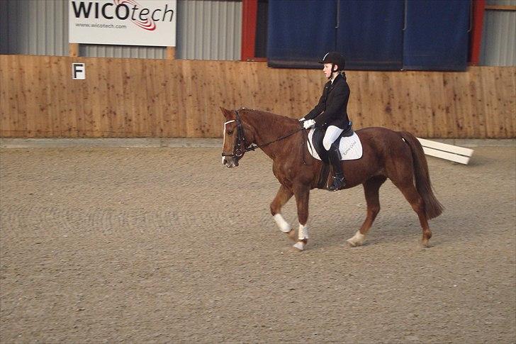 New Forest sasha - Inde på banen i GER (; billede 18