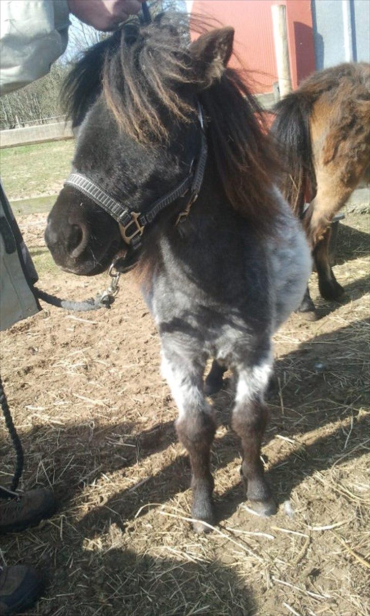 Miniature Baby  billede 17