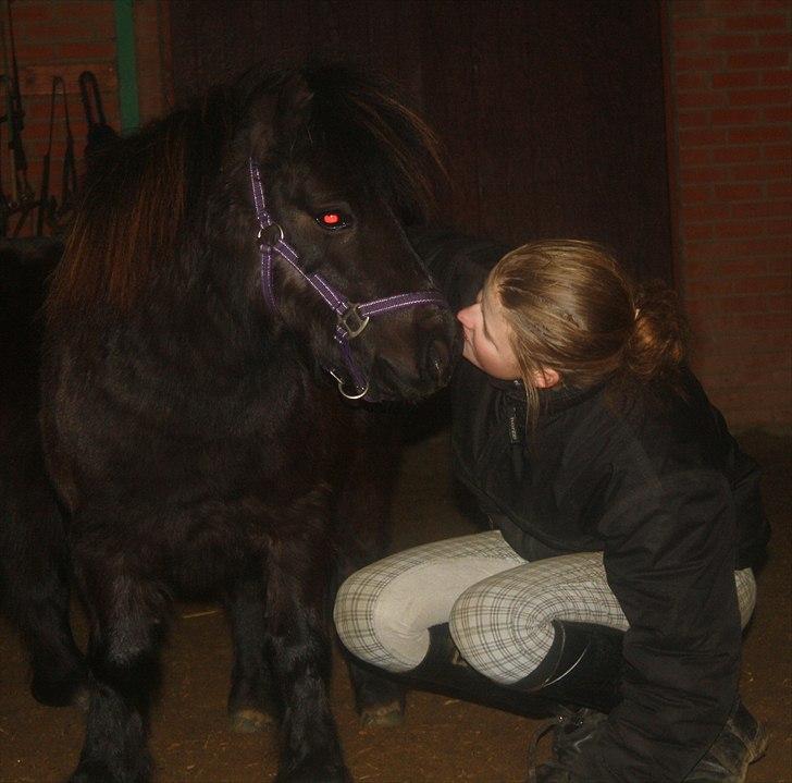 Shetlænder SACHA (SOLGT) - Kys til yndlings ponyen <3 billede 5