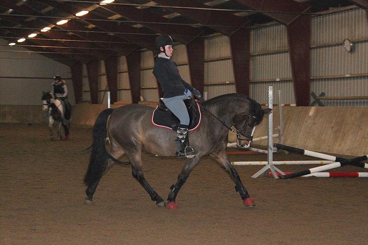 DSP Kelly - my love ♥ (foto: Katrine Høst) billede 18