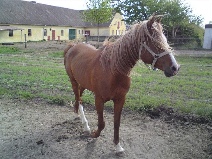 Arabisk fuldblod (OX) Zorro - smukke Zorro billede 1