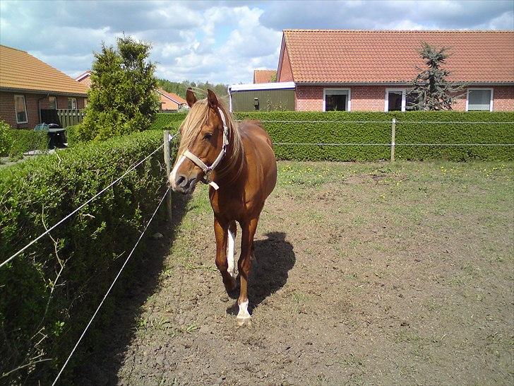 Arabisk fuldblod (OX) Zorro billede 2