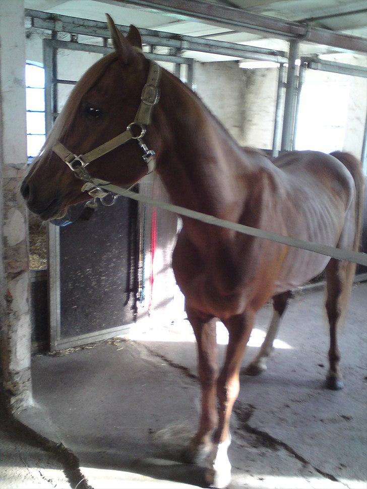 Arabisk fuldblod (OX) Zorro billede 3