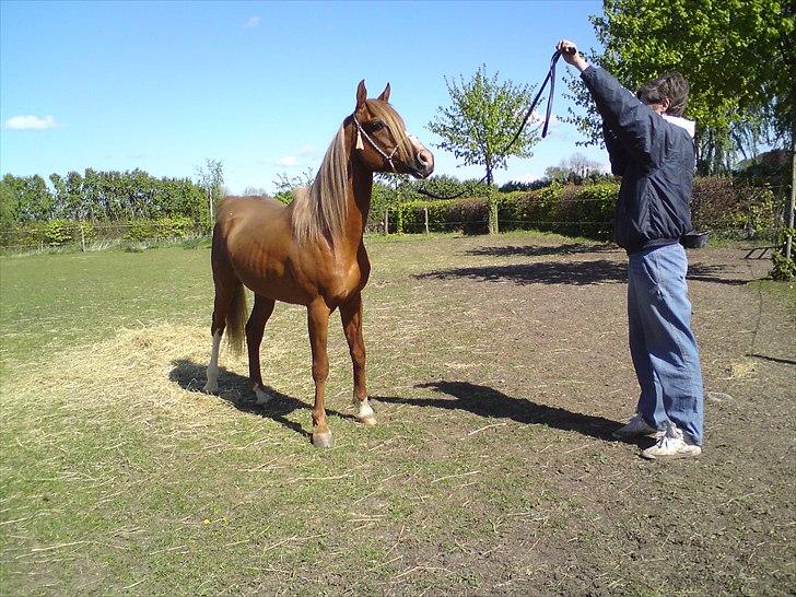 Arabisk fuldblod (OX) Zorro billede 4