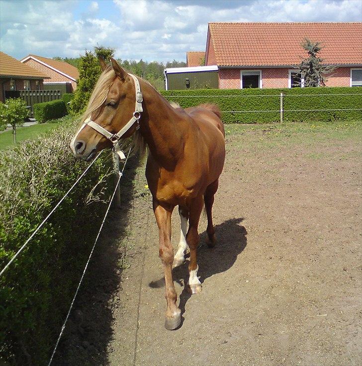 Arabisk fuldblod (OX) Zorro billede 5