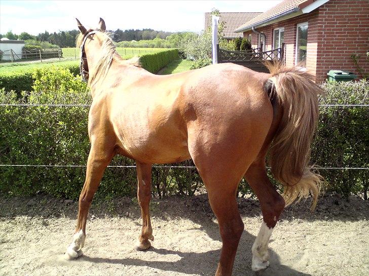 Arabisk fuldblod (OX) Zorro billede 6