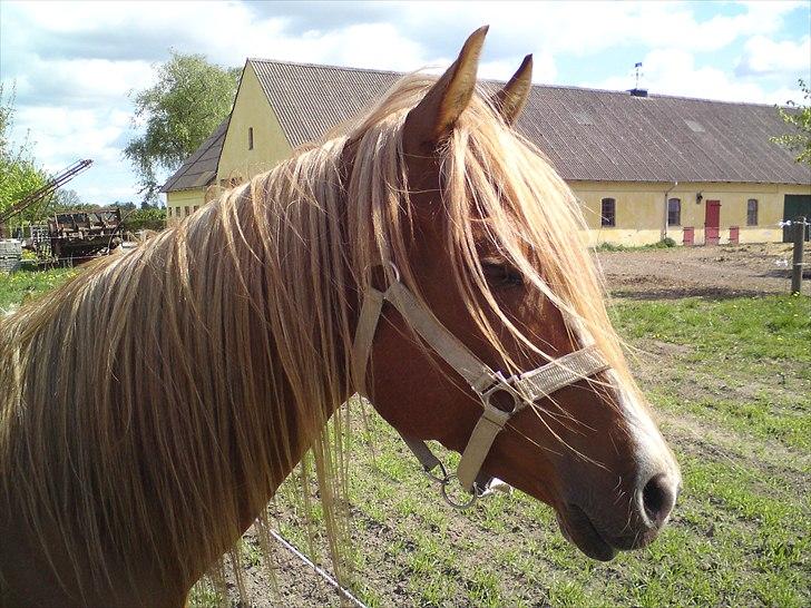 Arabisk fuldblod (OX) Zorro billede 7