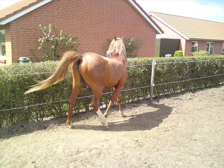 Arabisk fuldblod (OX) Zorro billede 8