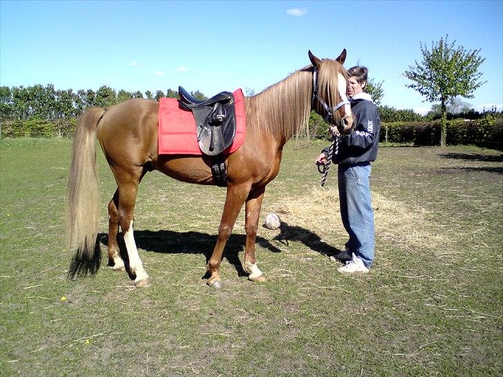 Arabisk fuldblod (OX) Zorro billede 9