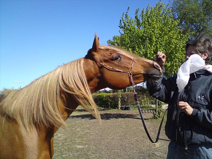 Arabisk fuldblod (OX) Zorro - Zorro syntes at posen var spændene billede 10