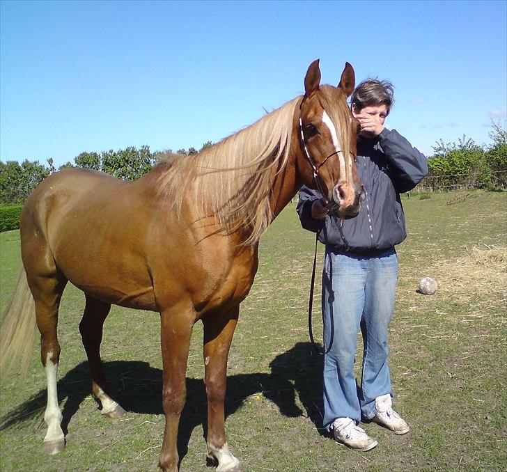 Arabisk fuldblod (OX) Zorro billede 11