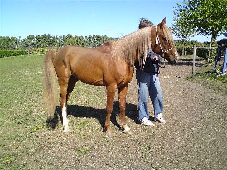 Arabisk fuldblod (OX) Zorro billede 12