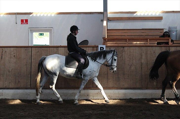 Hollandsk Sportspony Moonlight - Mig & Moonlight, d. 29. april 2011 :) Foto: Amalie billede 16