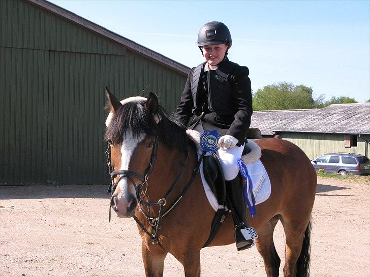 Belgisk Sportspony * Donna Van Stevenshof * - 2.plads i en lb i herning :D billede 10