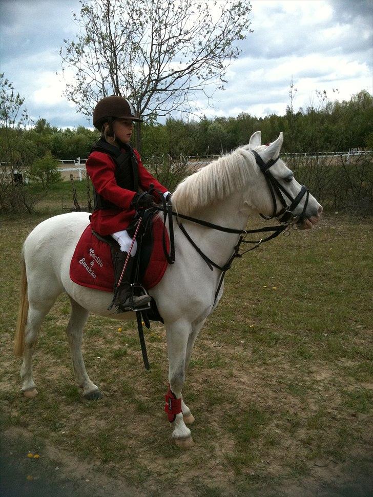 Anden særlig race Freja(SMUKKE) - Stævne 30 cm Hedehusgården billede 6