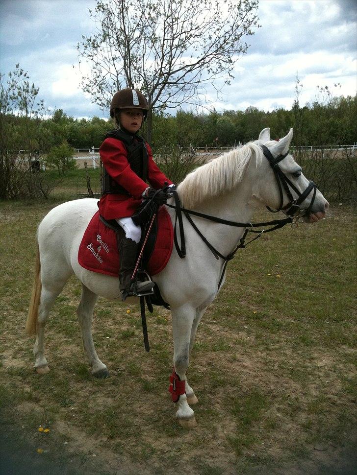 Anden særlig race Freja(SMUKKE) - Stævne 30 cm Hedehusgården billede 7