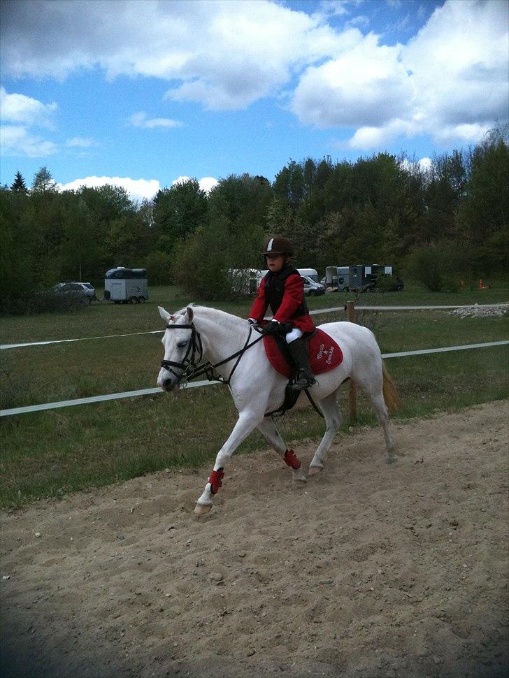 Anden særlig race Freja(SMUKKE) - Stævne 30 cm Hedehusgården billede 8