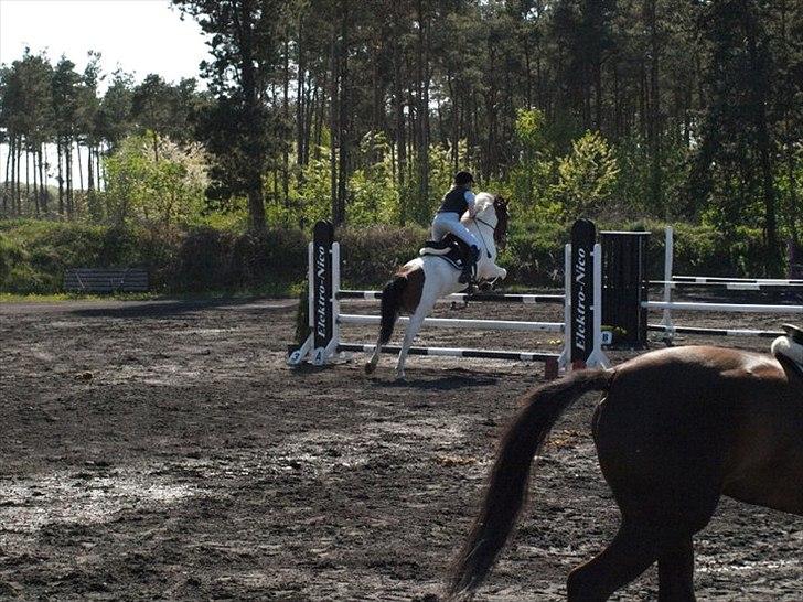 Anden særlig race Pelle  billede 15