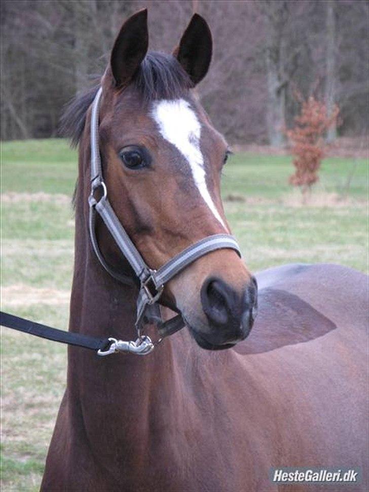 Welsh Pony af Cob-type (sec C) Daisy - Årh Desling! Foto: Gamle ejer Simone.  billede 9