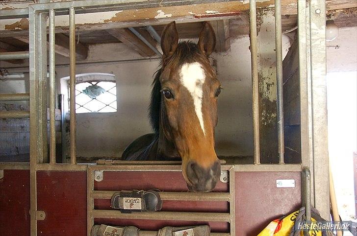 Welsh Pony af Cob-type (sec C) Daisy - Mussi! Foto: Katalin Vágó.  billede 7