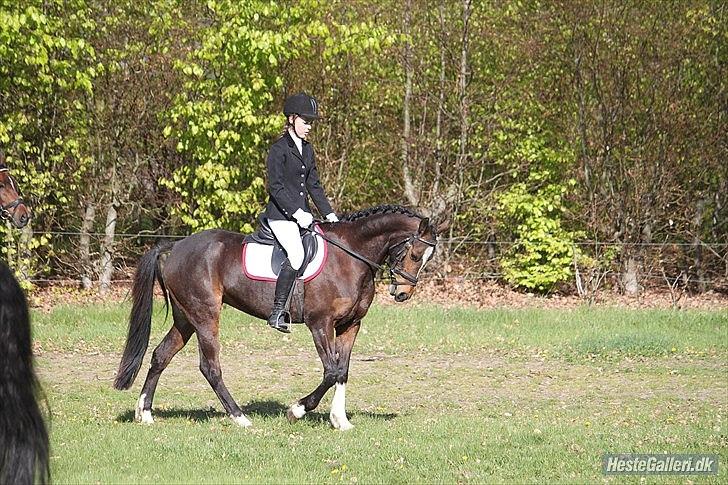 Welsh Pony af Cob-type (sec C) Daisy - Første dressurstævne, mussepony! Foto: Caroline Dalskov.  billede 12