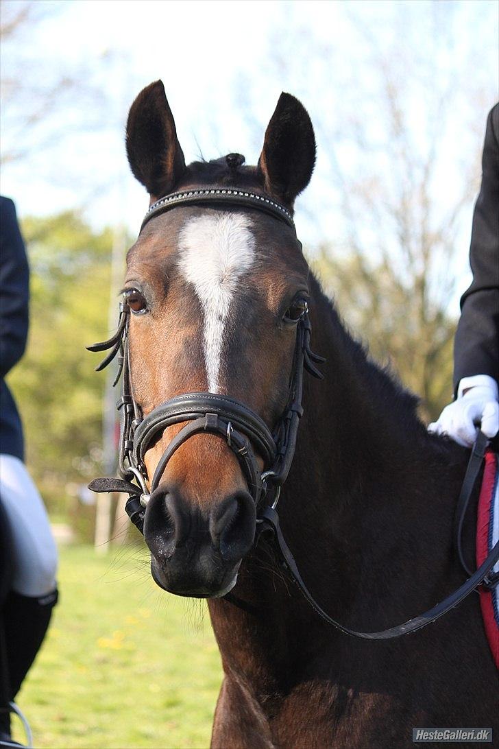 Welsh Pony af Cob-type (sec C) Daisy - SMUKKE!!! Foto: Caroline Dalskov.  billede 4