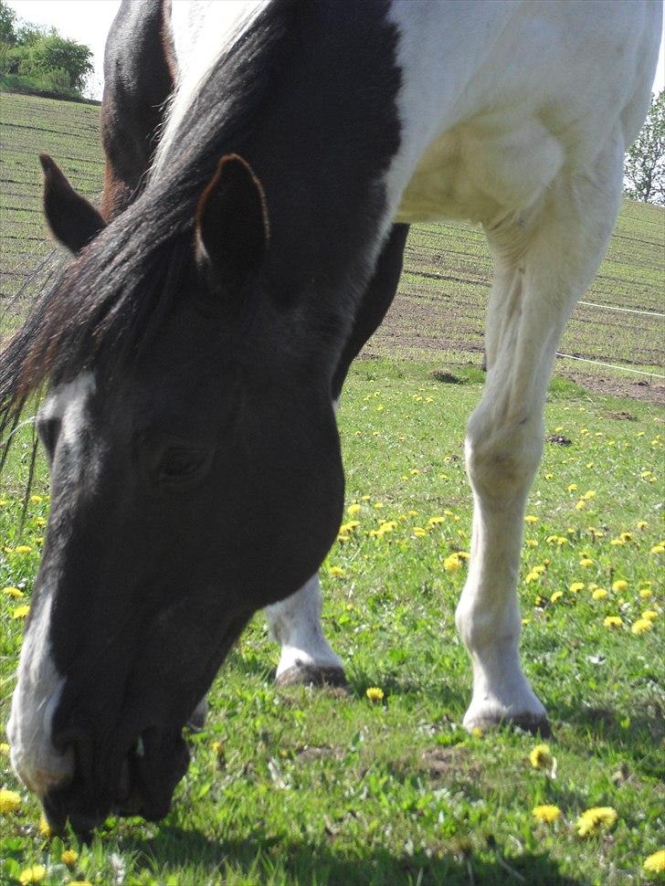 Paint Dixie - 9) billede 10