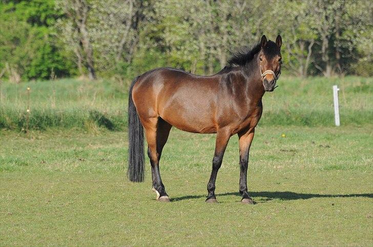 Anden særlig race FLICKA - Velkommen til Flickas profil. billede 1