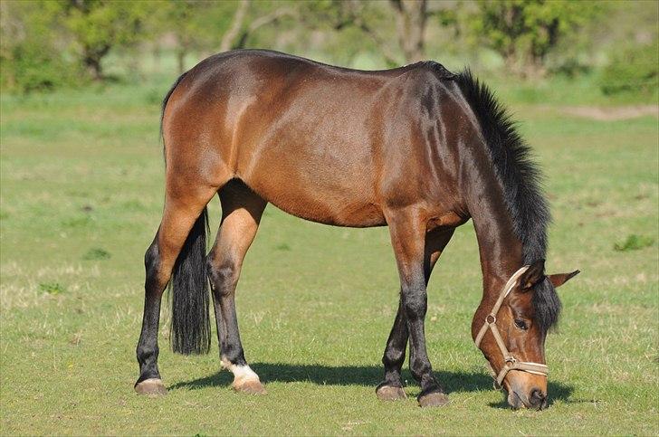 Anden særlig race FLICKA - Flicka nyder at gå på stor græsfold sammen med Lady billede 2
