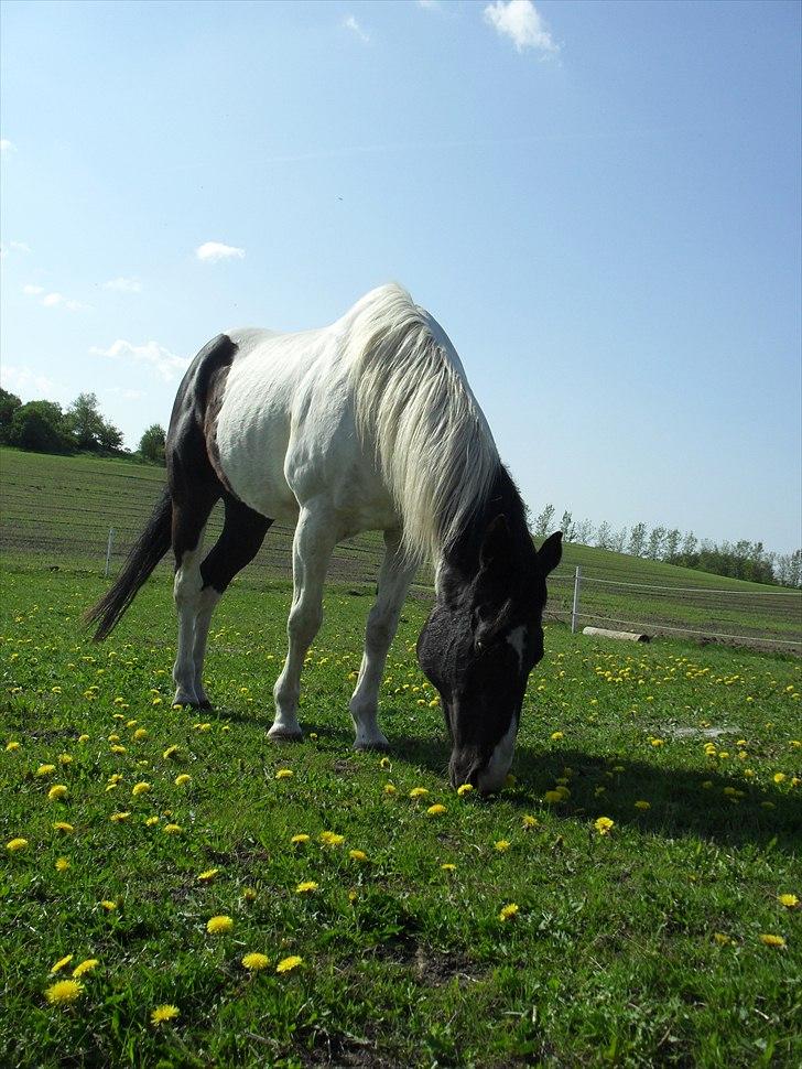 Paint Dixie - 10) billede 11