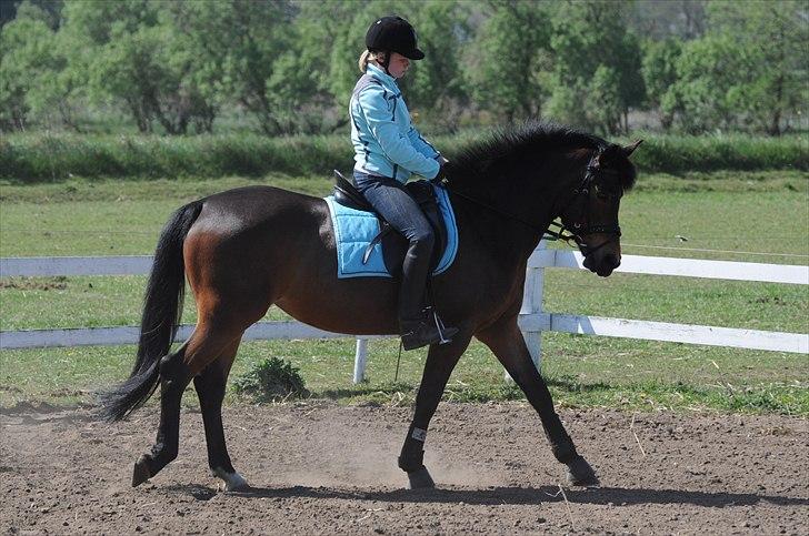 Anden særlig race FLICKA - Ridning d. 30. april 2011 billede 3