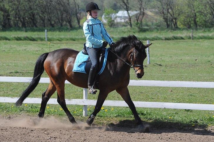 Anden særlig race FLICKA - Dejlige Flicka! billede 4