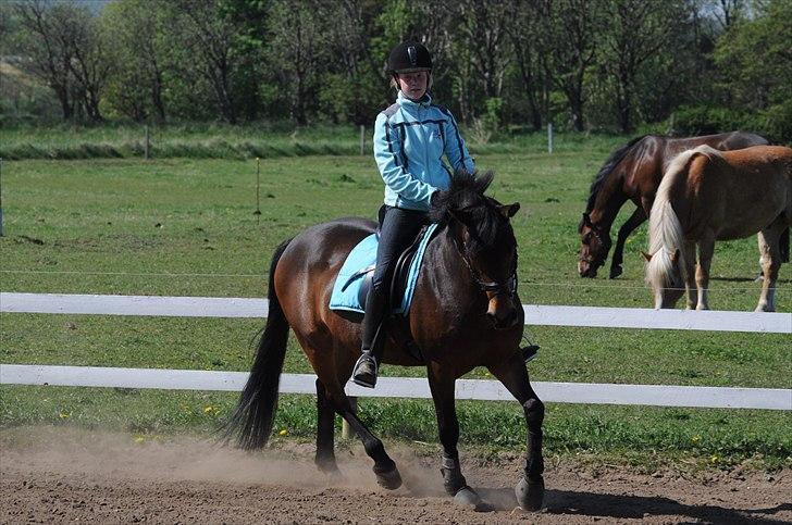 Anden særlig race FLICKA - 1. ridetur på Flicka hjemme billede 5