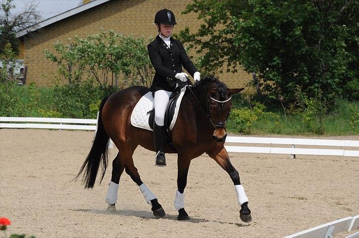 Anden særlig race FLICKA - Flicka til sit 1. stævne i HRV billede 6