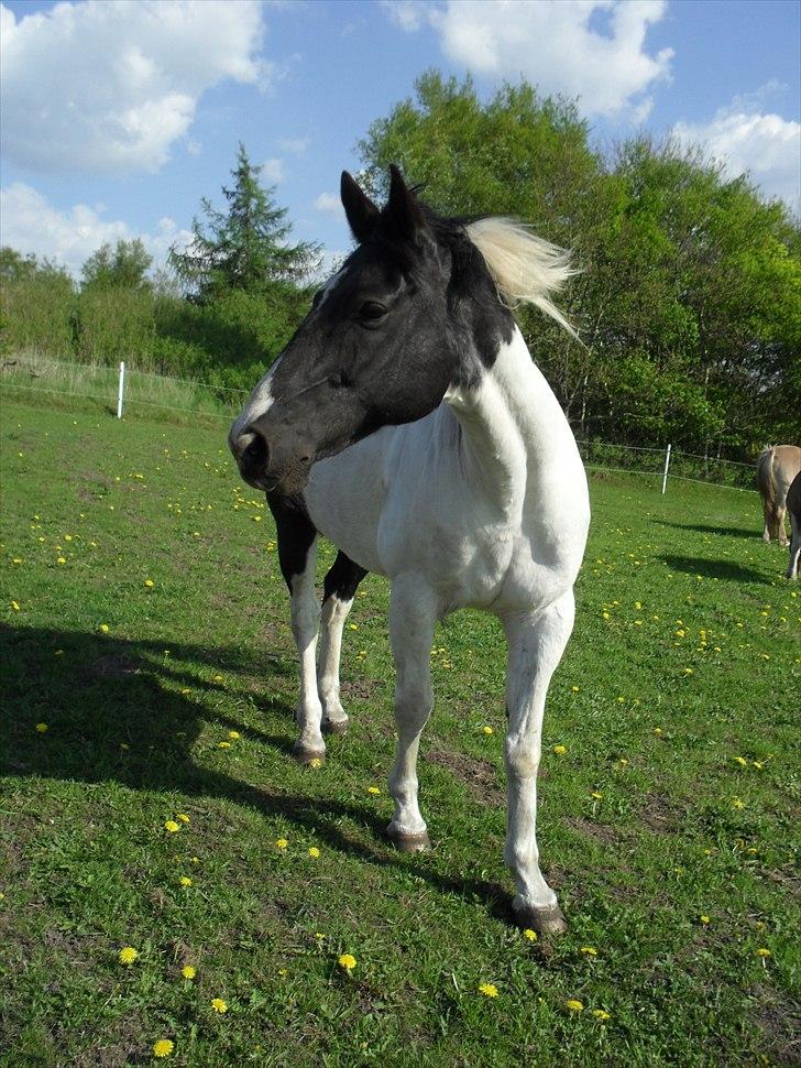 Paint Dixie - 11) billede 12