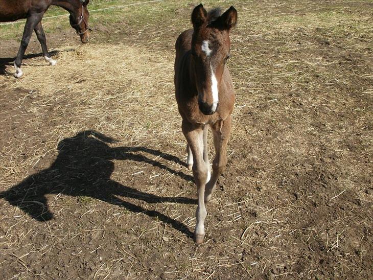 {{currentPhoto.altText}} billede {{currentPhoto.number}}