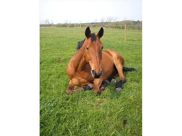 {{currentPhoto.altText}} billede {{currentPhoto.number}}