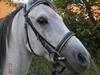 Anden særlig race Sunshine [Himmelhest]
