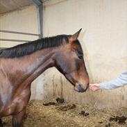 Anden særlig race Sølumosegaards Kingston SOLGT