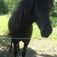 Islænder Móska fra Sundby