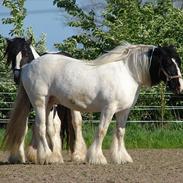 Irish Cob Zavanna