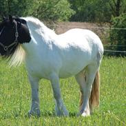 Irish Cob Zavanna