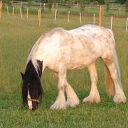 Irish Cob Zavanna