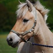 Fjordhest Gullak Tidselbjerg